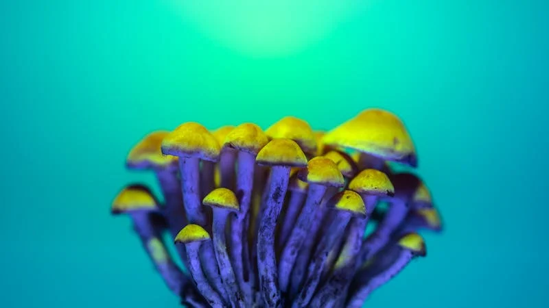 The Benefits of Magic Mushrooms